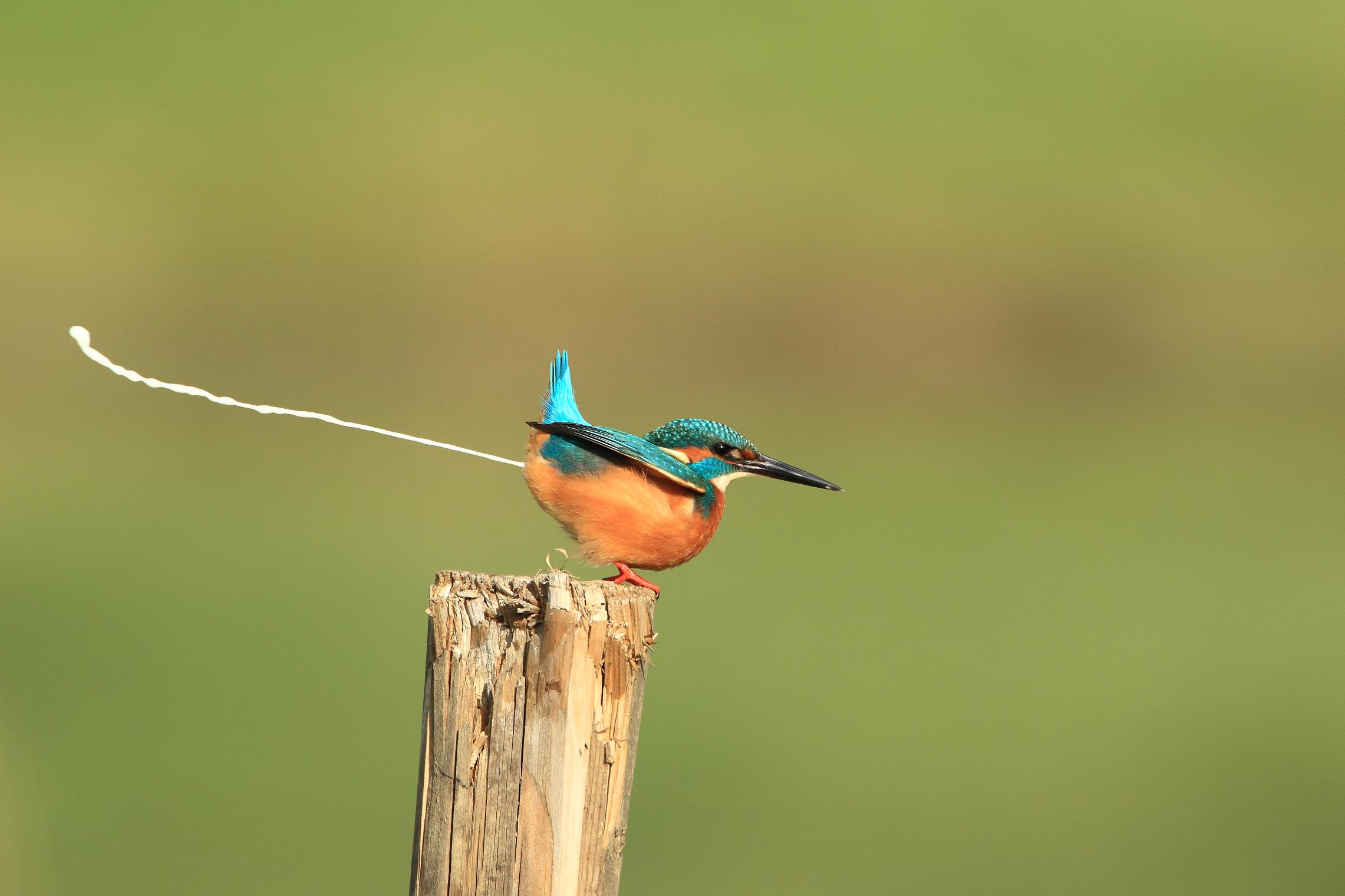 Bisogni fisiologici del martino